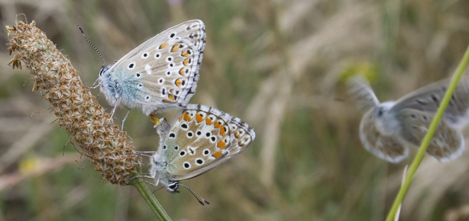 Licenidi con terzo incomodo:  accopp. Polyommatus bellargus